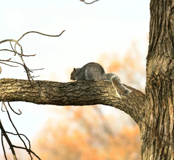 Jual Karpet Ruang Tamu